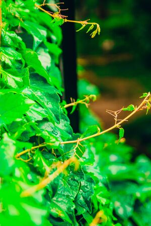 green leaves of a tree with raindrops. nature backgroundの写真素材