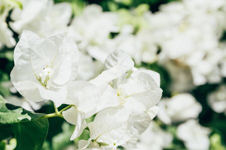 white exotic flowers in egypt . spring is time to grow concept .の写真素材