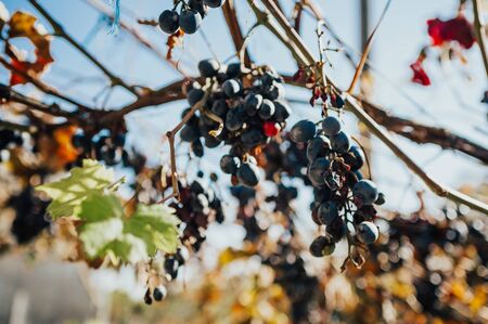 blue grape clusters  . time to harvest dark grapes with yellow leaves in autumn season .の写真素材