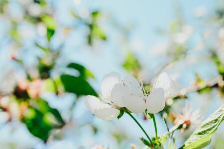 Cherry blossom in full bloom. Cherry flowers in small clusters on a cherry tree branch, fading in to white.の写真素材