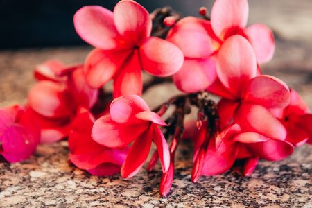 bouquet of pink tropical flowers  . garden stuff close up .