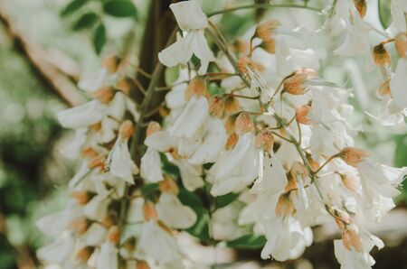 touch the nature.wanderlust concept. hand and white blooming flowers. spring is comingの写真素材