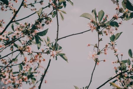 Cherry blossom in full bloom. Cherry flowers in small clusters on a cherry tree branch, fading  to white.の写真素材