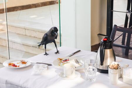crow on the table of restaurant terrace. bird stealing food. limitations of outdoors restaurantsの写真素材