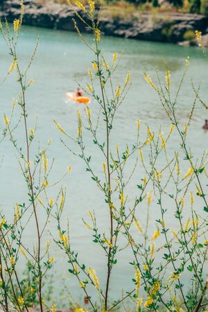 yellow flowers in the meadow. the gifts of nature .の写真素材