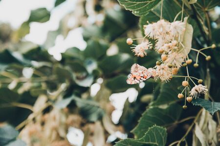 Monarch Butterfly on flower of tree . butterfly carries pollen to different plants .の写真素材