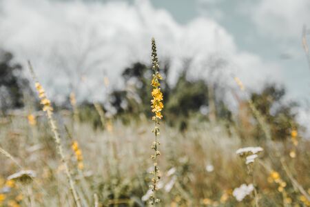 yellow flowers in the meadow. the gifts of nature are beautiful concept .の写真素材