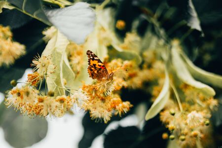 Monarch Butterfly on flower of tree . butterfly carries pollen to different plants .の写真素材