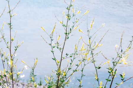 yellow flowers in the meadow. the gifts of nature .の写真素材