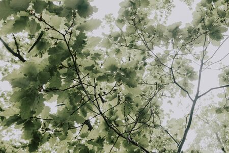 green leaves with water droplets after rain . selective focus from low angle .