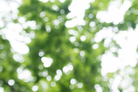 Green bokeh on nature defocus art abstract blur backgroundの写真素材