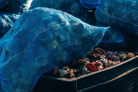 a lot of freshly caught hermit crabs in drawers and bags ready for export .