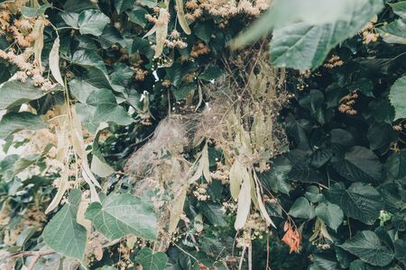 leaves of trees in a web with a lot of  spider mites ate the whole tree .の写真素材