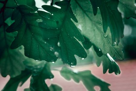 green leaves with water droplets after rain