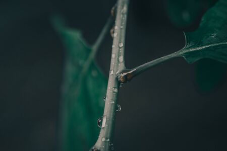 green leaves with water droplets after rainの写真素材