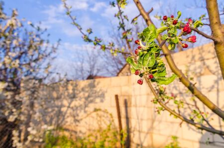 blooming red flowers and green leaves on tree branch with blurry background in spring timeの写真素材