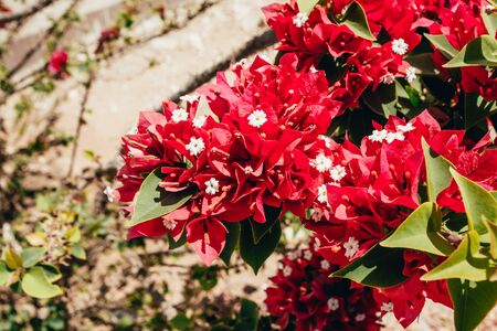 red flowers blooming in Egypt hotel garden. exotic plants landscape with palm trees and cactusの写真素材