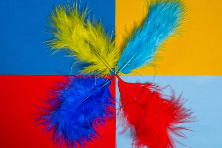 multicolored decorative feathers on a colored background . background of different feathers .の写真素材