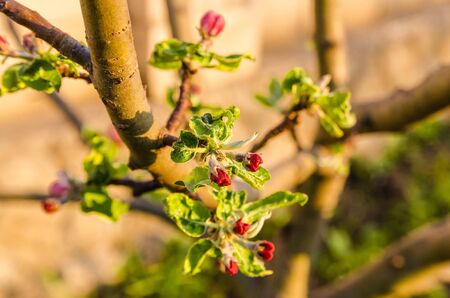 blooming red flowers and green leaves on tree branch on the back yardの写真素材