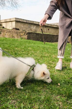 train a dog with branch outside in the parkの写真素材