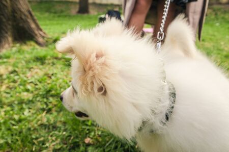 little samoyed dog with smiling face is the park. close up viewの写真素材