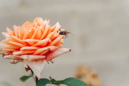 close up of cockroach sitting on a pink roseの写真素材