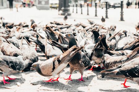 flock of pigeons eating bread crumbs  on the street. selective focusの写真素材