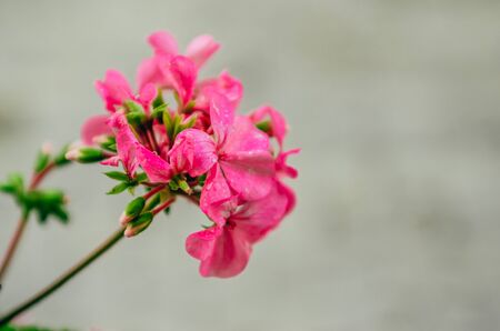 pink flower with raindrops close up with bokeh backgroundの写真素材
