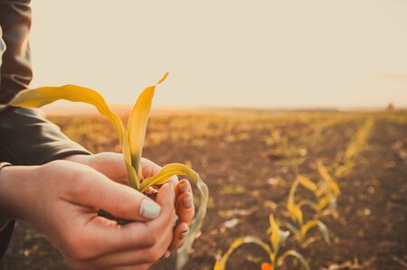Closeup young sprout in female hands of farmer with field on background . New life concept .  selective focus .の写真素材