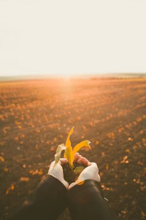 Closeup young sprout in female hands of farmer with field on background . New life concept .  selective focus .の写真素材