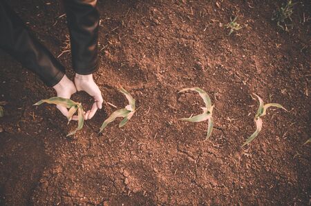 Woman holding green seedling on soil , top view .  selective focus , agriculture concept .の写真素材