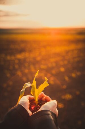 Closeup young sprout in female hands of farmer with field on background . New life concept . ...