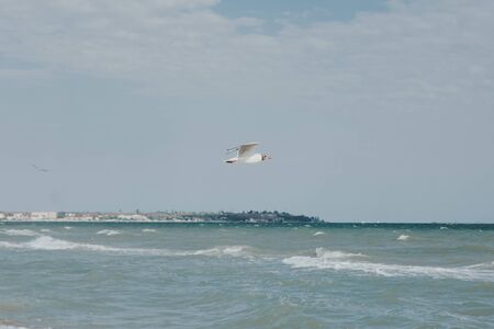 seagull above the sea with beach on the background. fauna by the sea conceptの写真素材