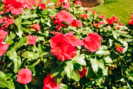 red flowers blooming in Egypt hotel garden. exotic plants landscape with palm trees and cactusの写真素材