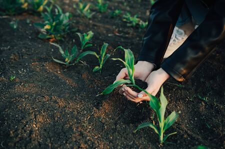 Woman holding green seedling on soil , top view .  selective focus , agriculture concept .の写真素材