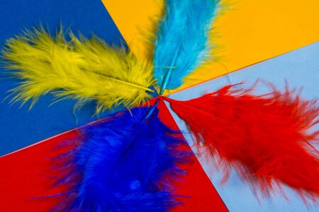 multi colored decorative feathers on a colored background . background of different feathers .の写真素材