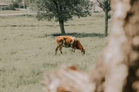 brown cow eat the grass in  green field .  farm conceptの写真素材