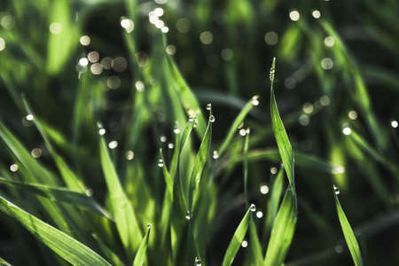 raindrops on fresh green grass .  morning dew concept .