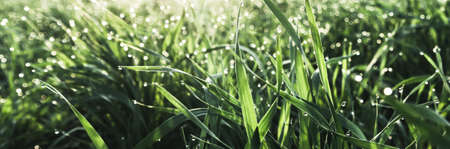 panorama of raindrops on fresh green grass .  morning dew concept . selective focus .の写真素材