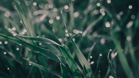 raindrops on fresh green grass .  morning dew concept .の写真素材