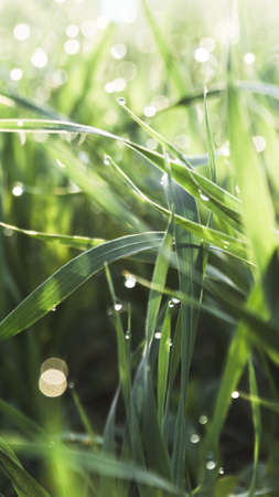 raindrops on fresh green grass .  morning dew concept . close up selective focus .の写真素材