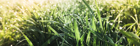 panorama of raindrops on fresh green grass .  morning dew concept . selective focus .の写真素材