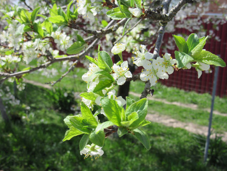 springの写真素材