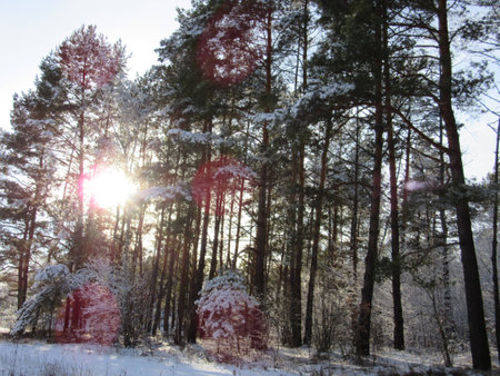 winter1の写真素材