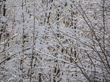 winterの写真素材