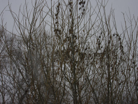 bush winterの写真素材