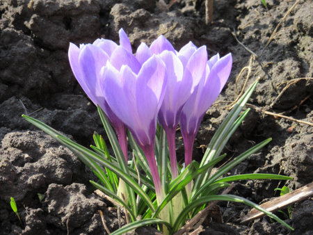 spring flowerの写真素材