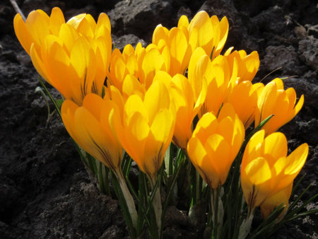 yellow flowerの写真素材