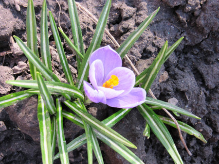 purple flower_1の写真素材