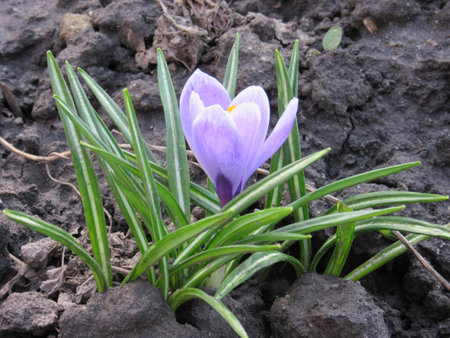 purple flowerの写真素材